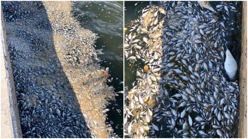 Bahías de Miami amanecen con cientos de peces muertos por falta de oxígeno en el agua