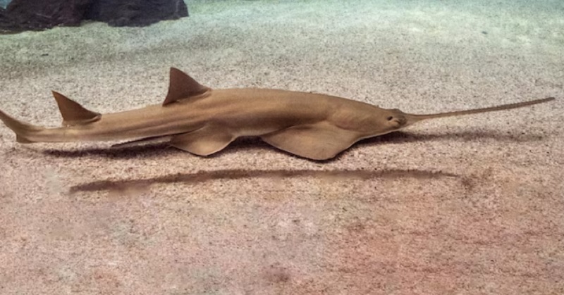 Peces sierra siguen muriendo en Florida: científicos no encuentran la causa