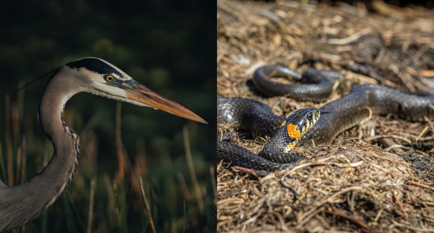 Garza azul vs serpiente: La impresionante batalla que se libró en Florida