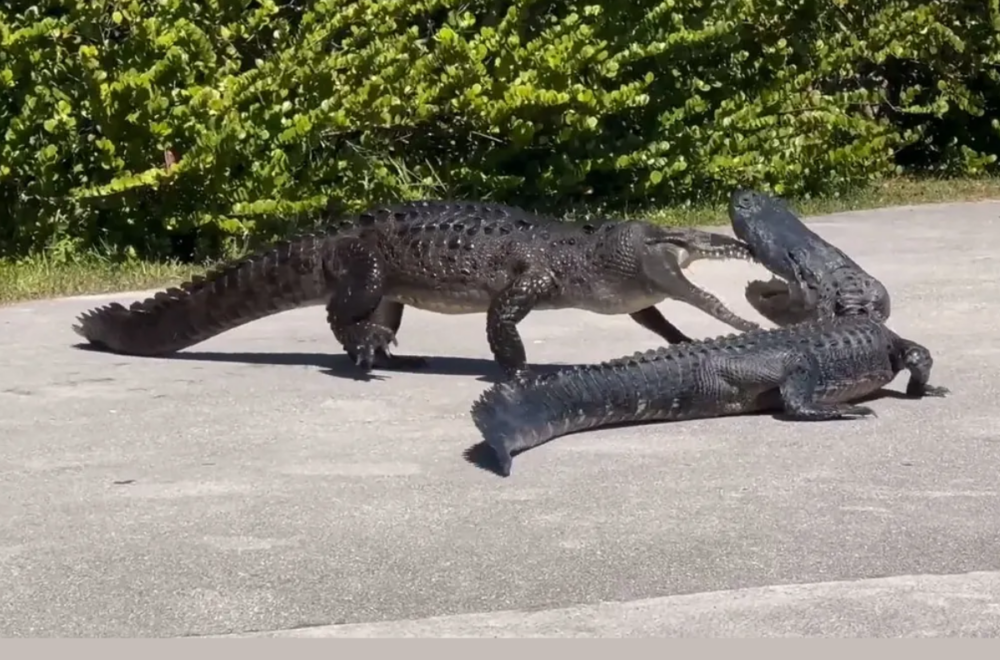 Florida salvaje: turistas graban pelea entre cocodrilo y caimán en los Everglades