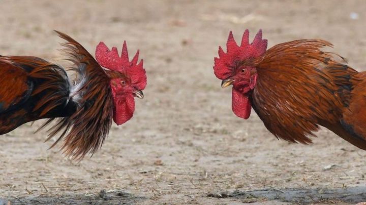Florida: Desarticulada una banda que organizaba peleas ilegales de gallos