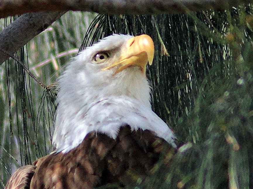 Peligra nido de pareja de águilas en Pembroke Pines