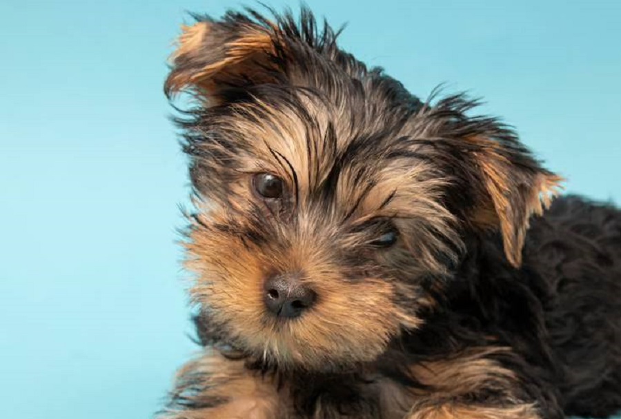 Entre gritos y amenazas, mujer robó perro en tienda de mascotas de Doral