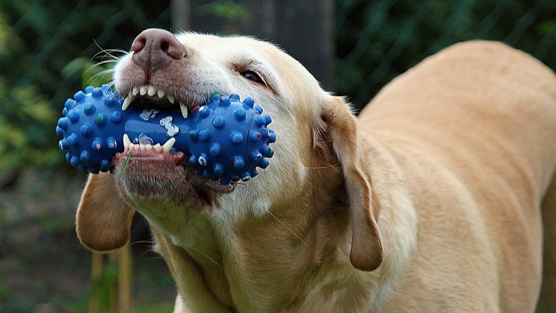perro