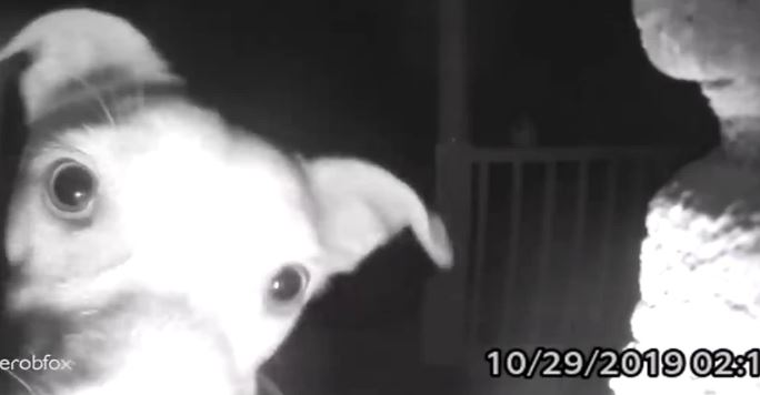 ¡Inteligente! Perro tocó el timbre de su casa porque sus dueños lo dejaron en la calle (Video)