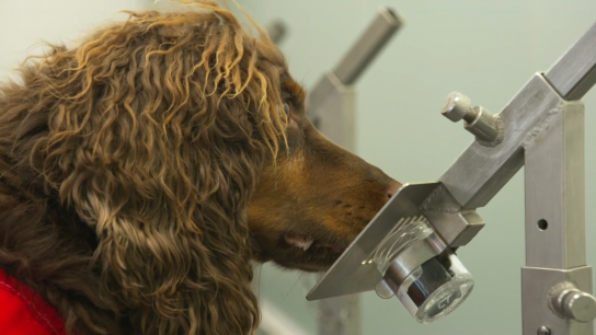 Así es el entrenamiento de los perros que detectan el coronavirus