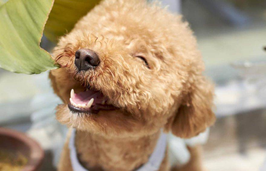 Conoce cómo detectar cuando tu perro se está riendo y que significa en lenguaje canino