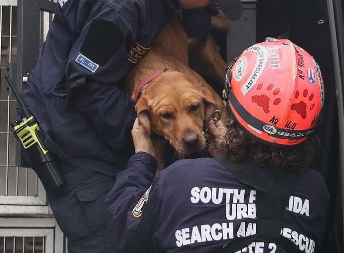 ¡Héroes de cuatro patas! Perros ayudan en el rescate de víctimas en Surfside
