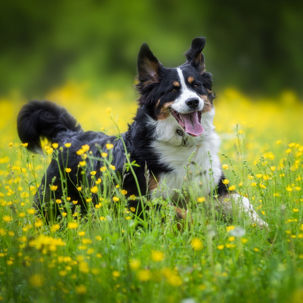 Un nuevo estudio dice cuál es la raza de perros más inteligente del mundo