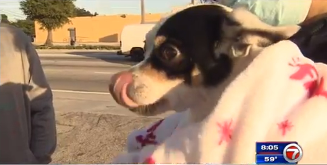 Ciudadanos benevolentes ayudan a rescatar un perro de la parrilla de un vehículo en Miami-Dade