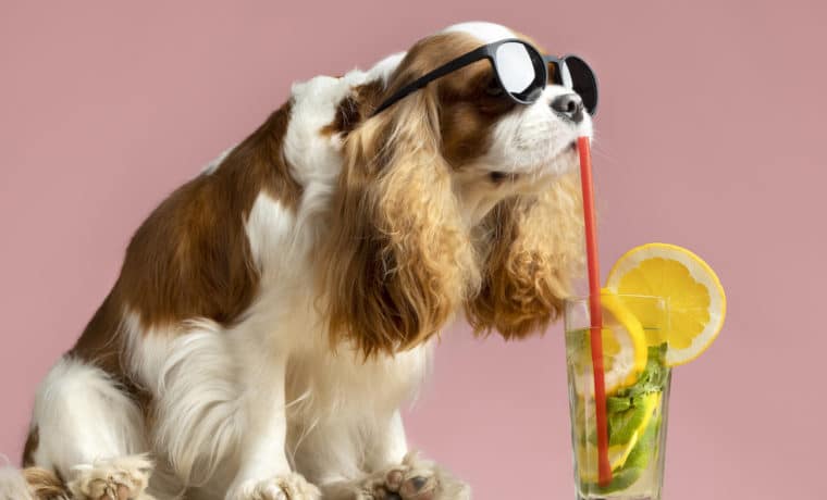 Perros ahora tienen su “happy place”: Un bar donde pueden llevar a pasear a sus dueños