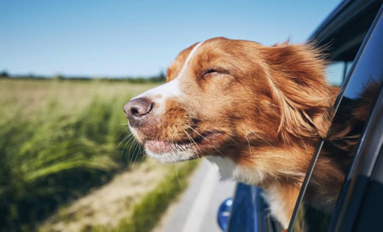 Perros ya no podrán sacar la cabeza por la ventana del auto: nueva ley en debate