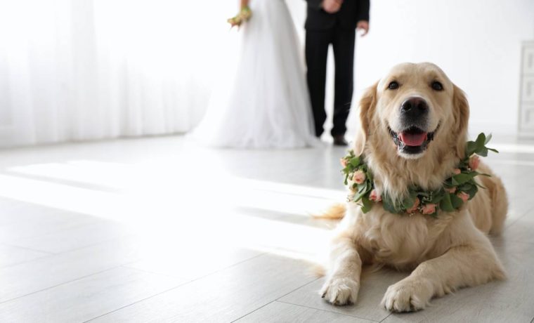 Perro es invitado a una boda en México… ¡pero sus dueños no!
