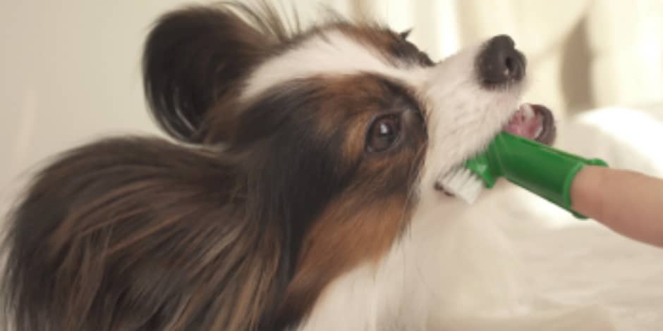 perro