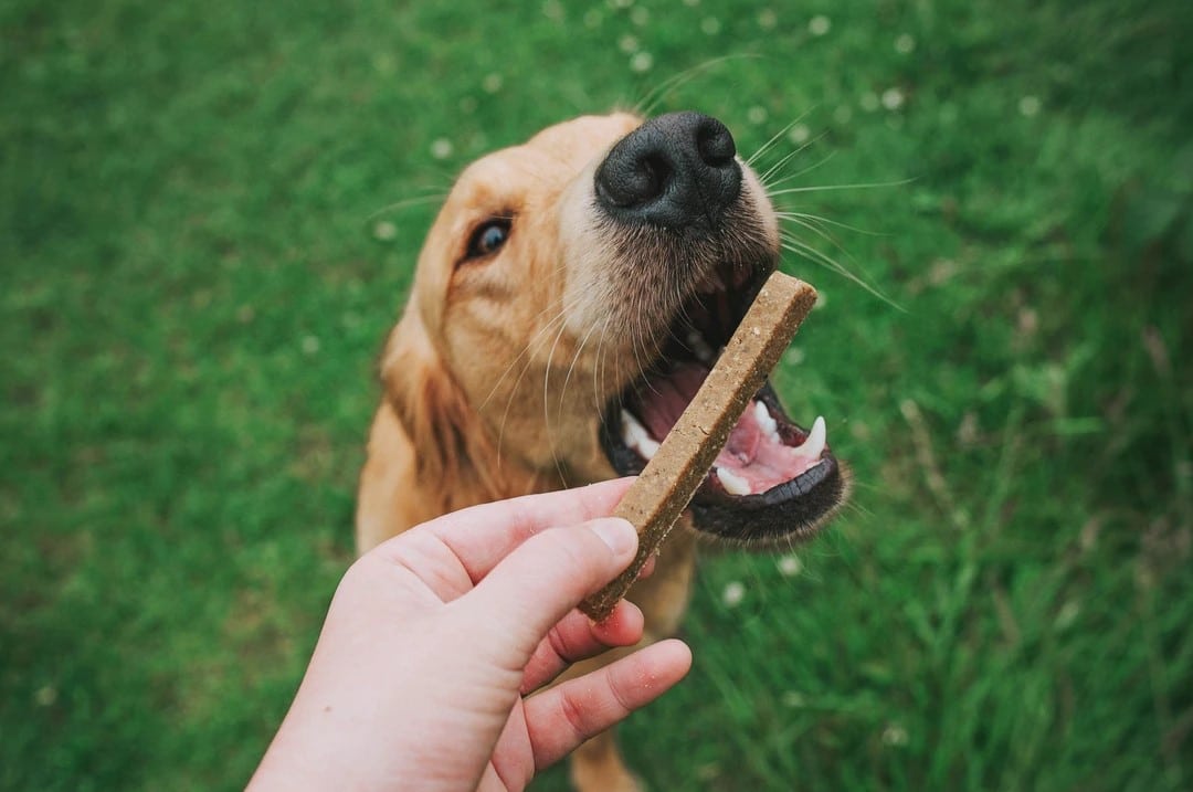 perro