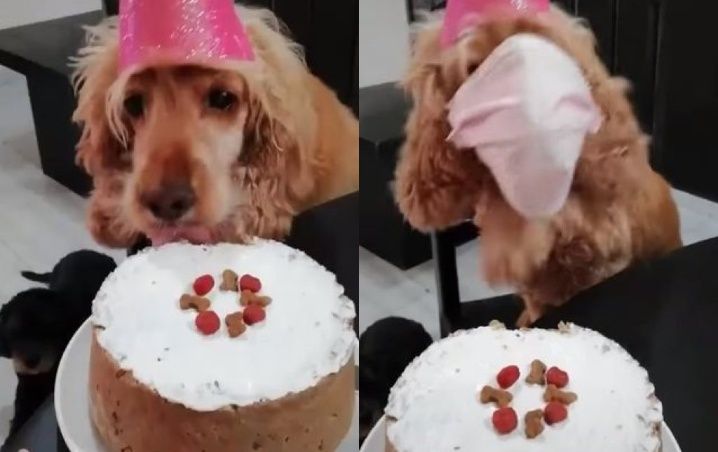 Perrito de TikTok se pone tapabocas tras estornudar en su pastel de cumpleaños (Video)