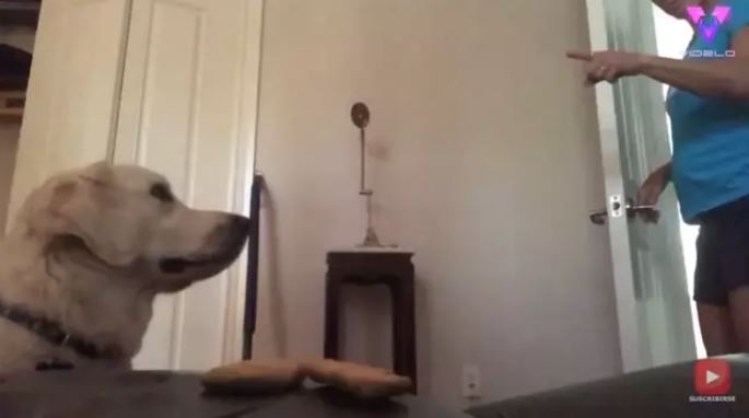 Mujer de Florida intentó hacer el reto de la paciencia con su perro y esto le pasó…