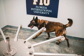 La FIU entrena perros para detectar el COVID-19 en sus instalaciones