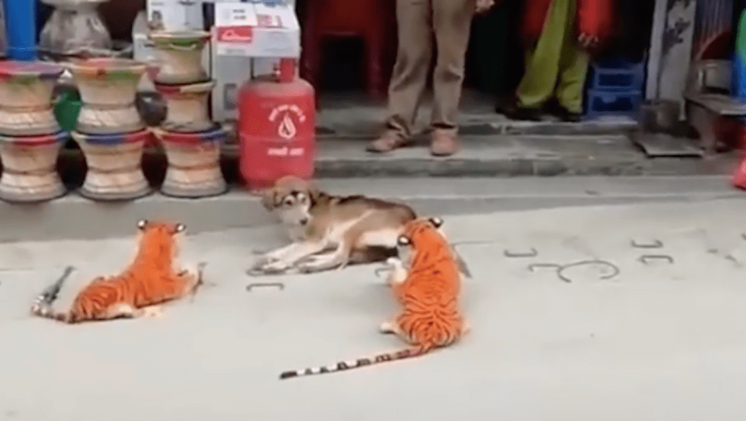 ¡Viral! La reacción de un perrito asustado por dos tigres… ¡De peluche! (Video)
