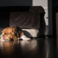 ¿Por qué Suecia prohíbe dejar solos a los perros en casa por más de 6 horas?