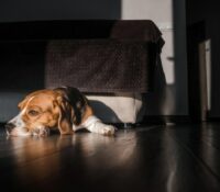 ¿Por qué Suecia prohíbe dejar solos a los perros en casa por más de 6 horas?