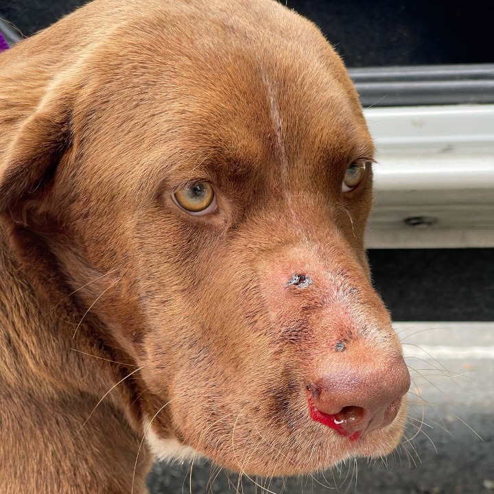 La policía de Florida busca al sospechoso que disparó a un perro en la cara