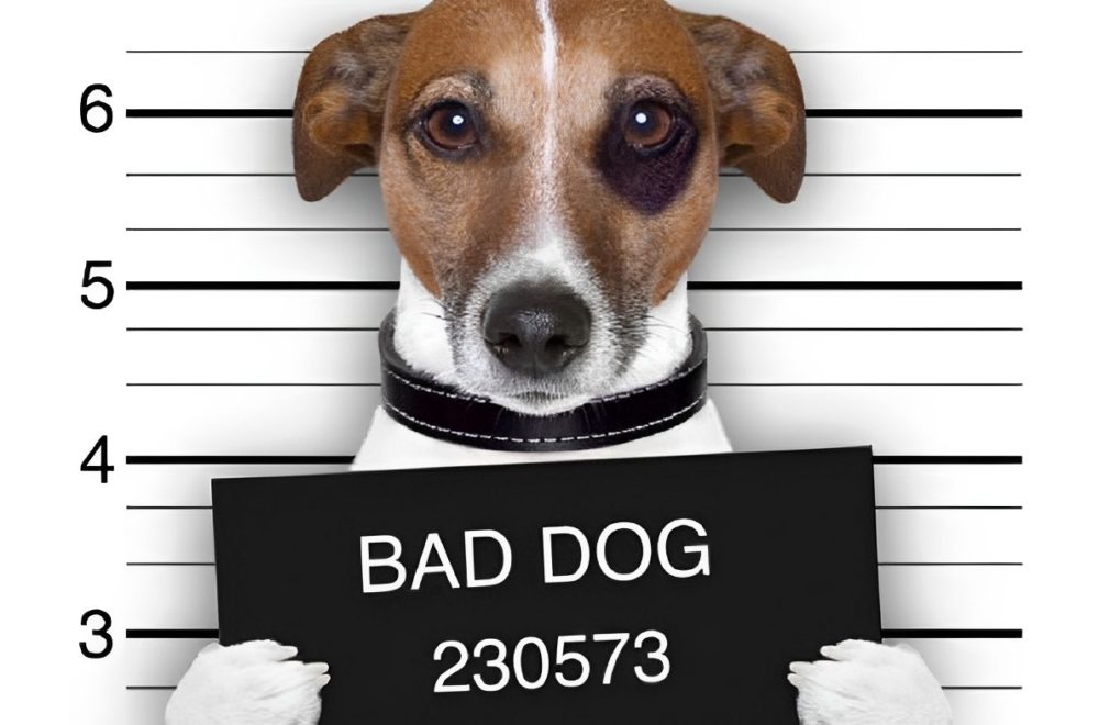 Conducía bajo los efectos del alcohol y cuando fue detenido acusó a su perro… ¡de manejar!