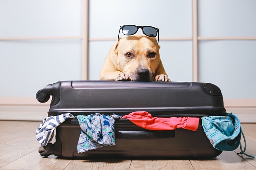 Seguridad en aeropuerto detienen a pasajero con perro en su equipaje de mano (FOTOS)