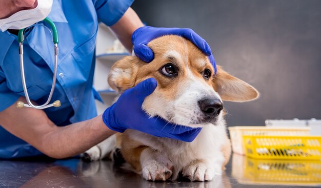 Qué causa el mortal virus respiratorio que ataca a perros en Florida
