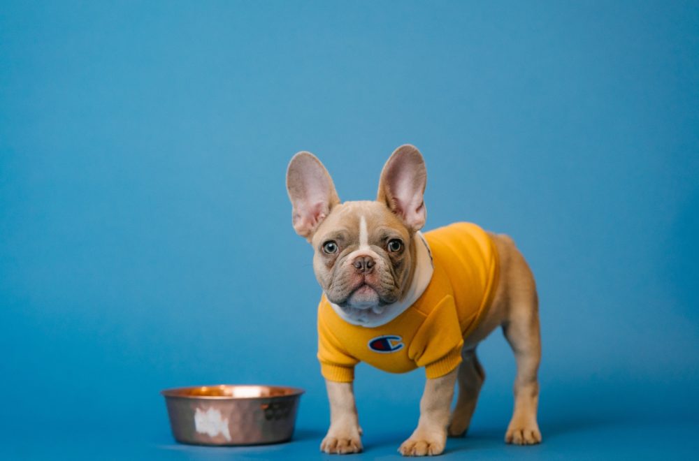 25 alimentos que podrían matar a tu perro y no lo sabes