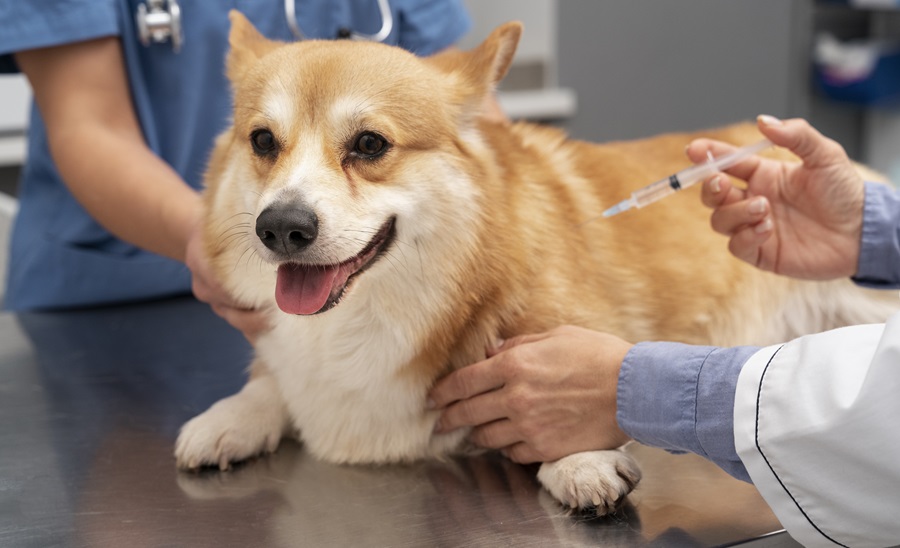 ¡Guau! Este es el medicamento que podría alargar la vida de tu perro