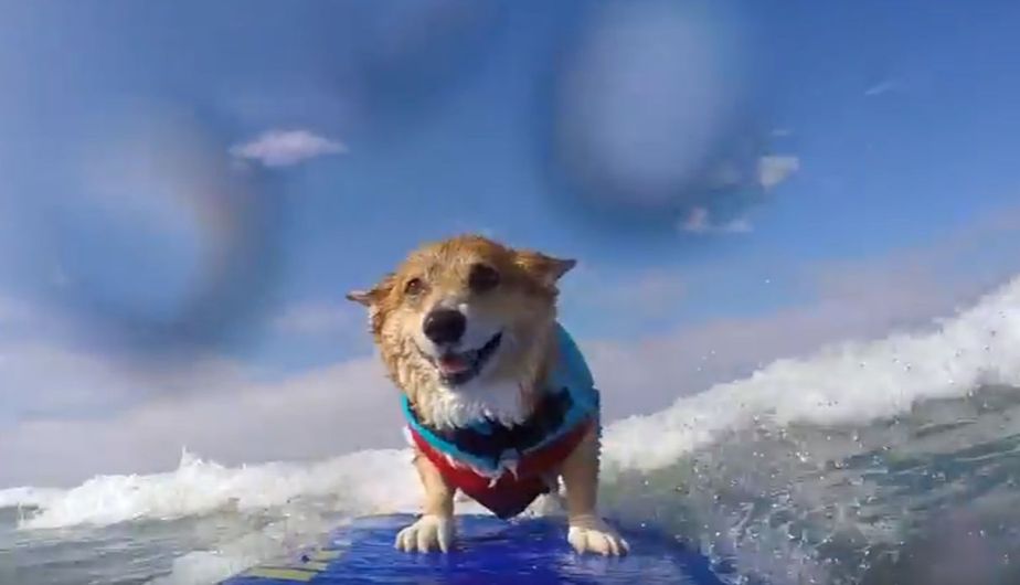 ¡Impresionante! Perrito surfista impacta con increíbles hazañas en el mar (Video)