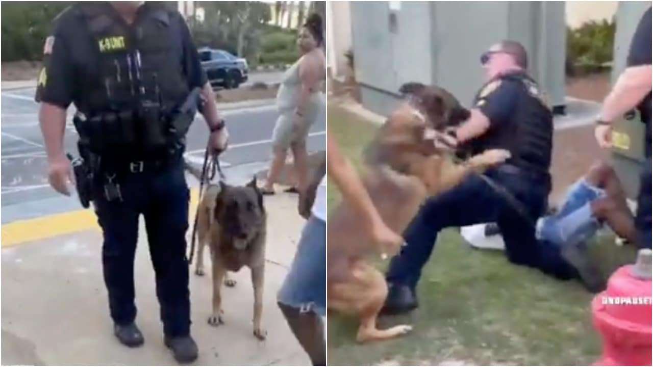 VIDEO | Perro policía en Florida se hace viral tras atacar a su compañero