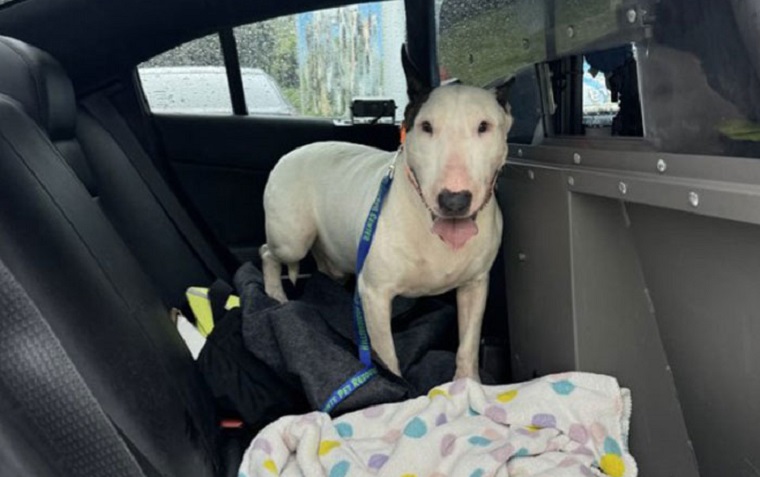 Perro abandonado durante huracán Milton ahora tiene nombre y una nueva oportunidad