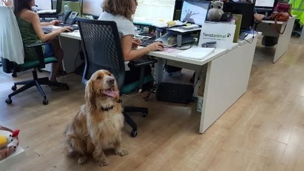 ¿Llevar a tu perro al trabajo este viernes? Aquí hay 3 cosas que debe saber