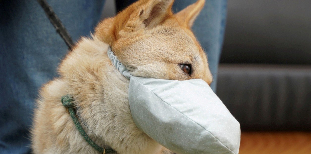 Estudio revela que los perros podrían detectar el coronavirus