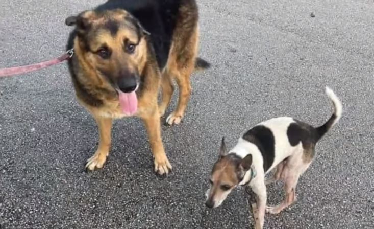 ¡Desalmado! Conductor abandona a dos perros a un lado de la carretera en Pembroke Pines