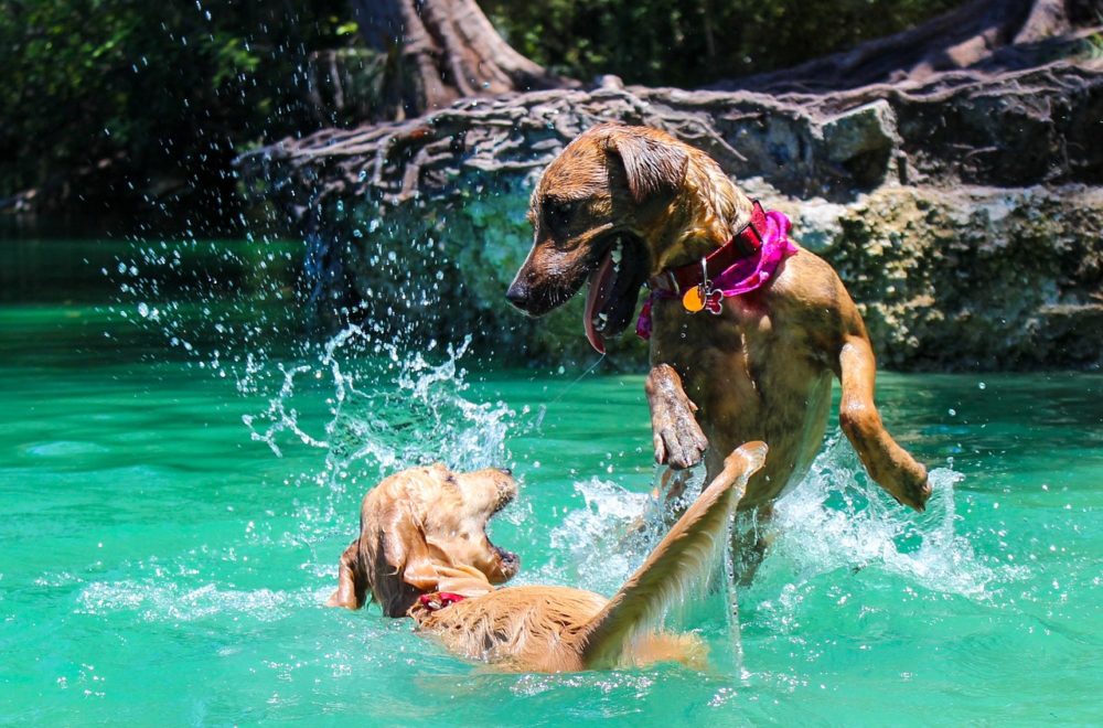 Mutts and Martinis, el primer parque acuático para perros de Florida