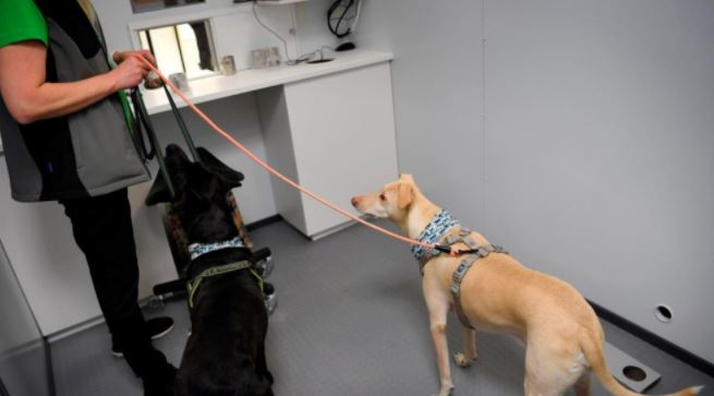 Aeropuerto de Helsinki usa perros para detectar pasajeros con COVID-19