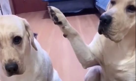 Perro “delata” a compañero y se vuelve una estrella viral de TikTok (Video)