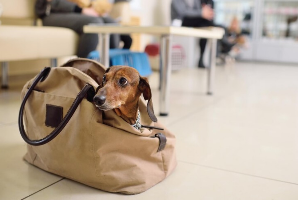 Aeropuertos de EEUU con espacios de lujo para mascotas