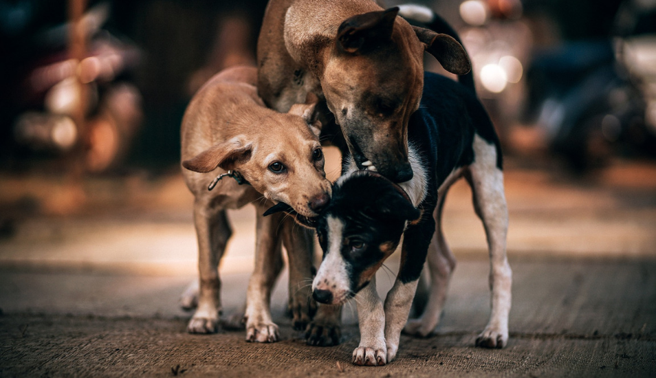 Activistas de Miami-Dade piden inversión para resolver crisis de animales callejeros