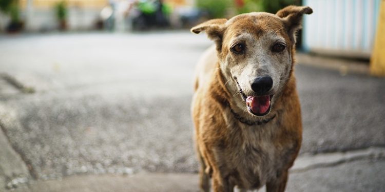 Miami-Dade: Animal Services now works with limited quotas