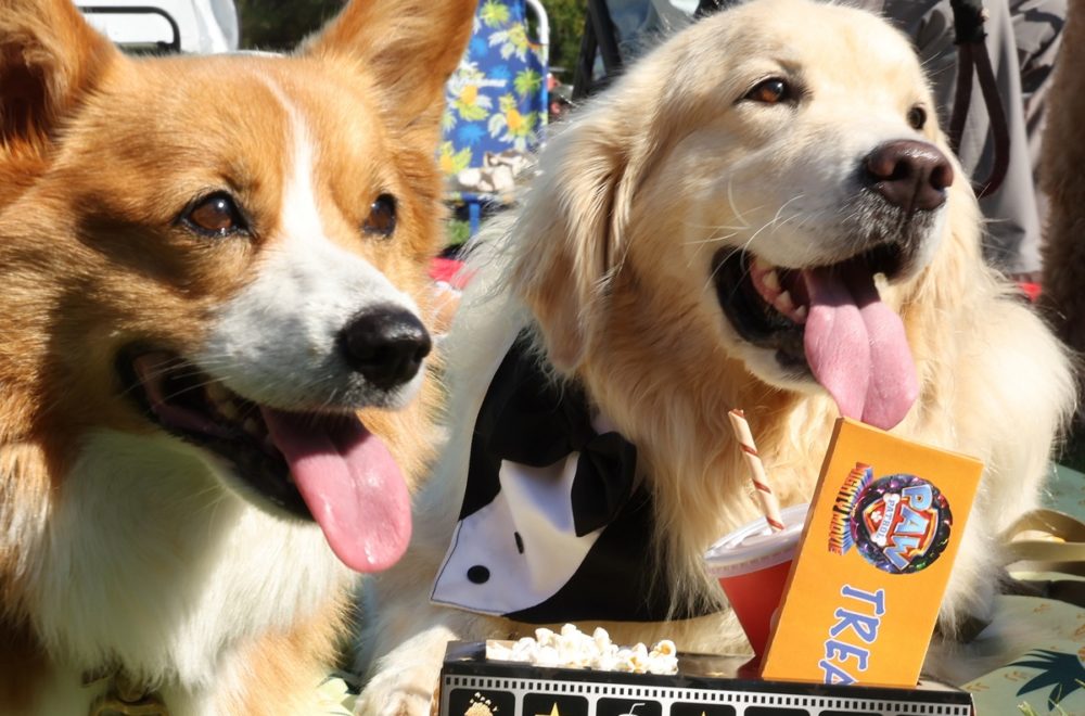Proyección de Paw Patrol estuvo llena de perritos y lograron nuevo récord Guinness