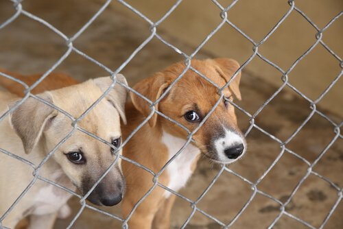 Proteccionistas de animales rescataron a un grupo de perros que serían sometidos a Zoonosis