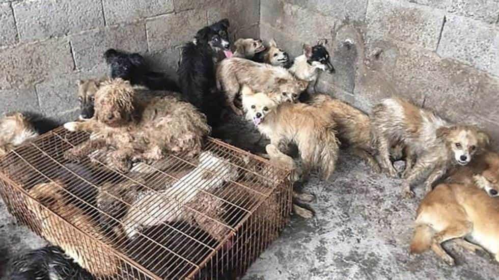 Perros rescatados en China que iban a ser parte de un festín están en Florida