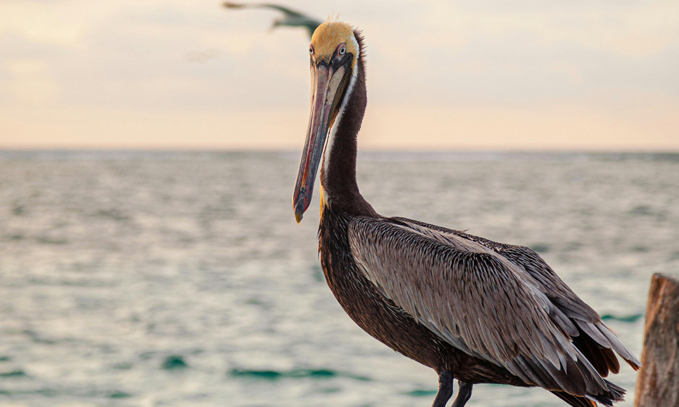 Pelícanos marrones en peligro: Autoridades de Florida reportan más de 20 aves con fracturas