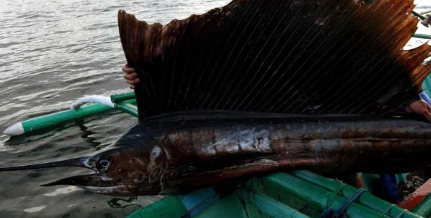 Abuela gravemente herida por pez vela en playa de Florida