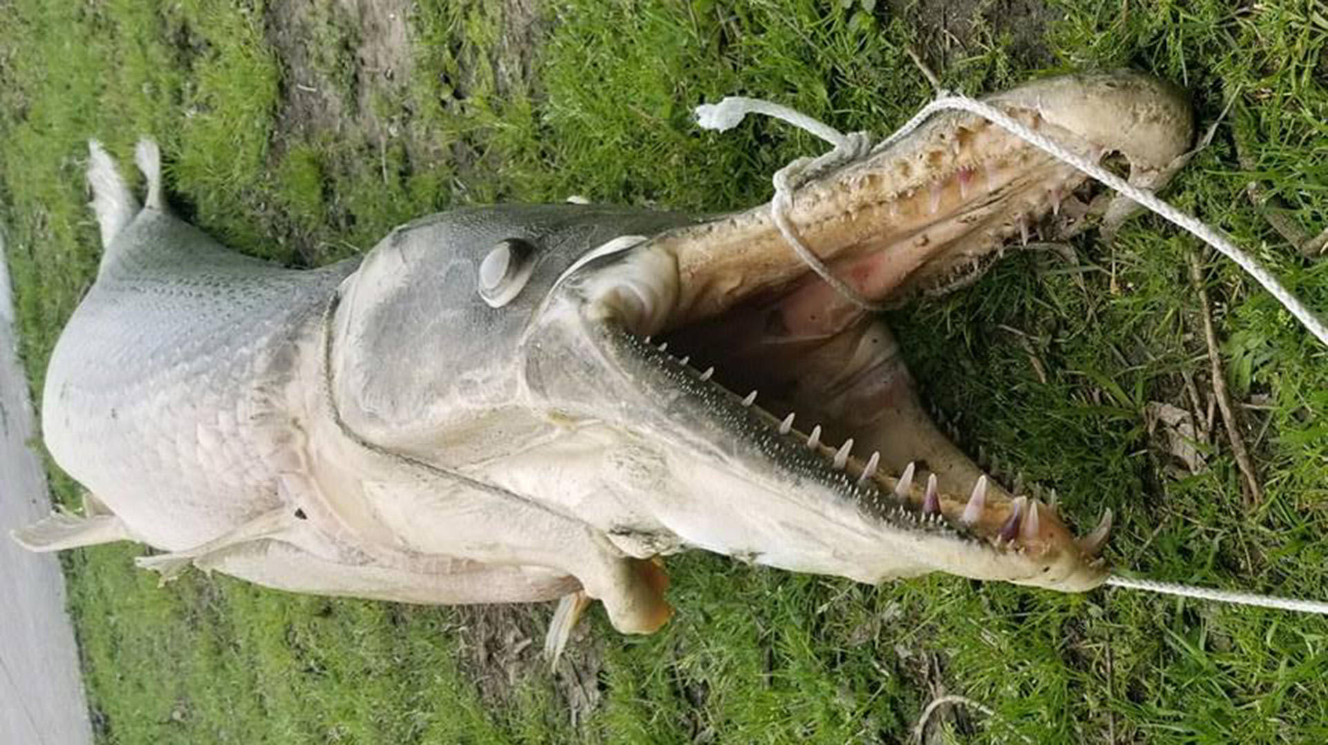 Horrible criatura mitad pez mitad cocodrilo fue encontrada en un lago de Luisiana