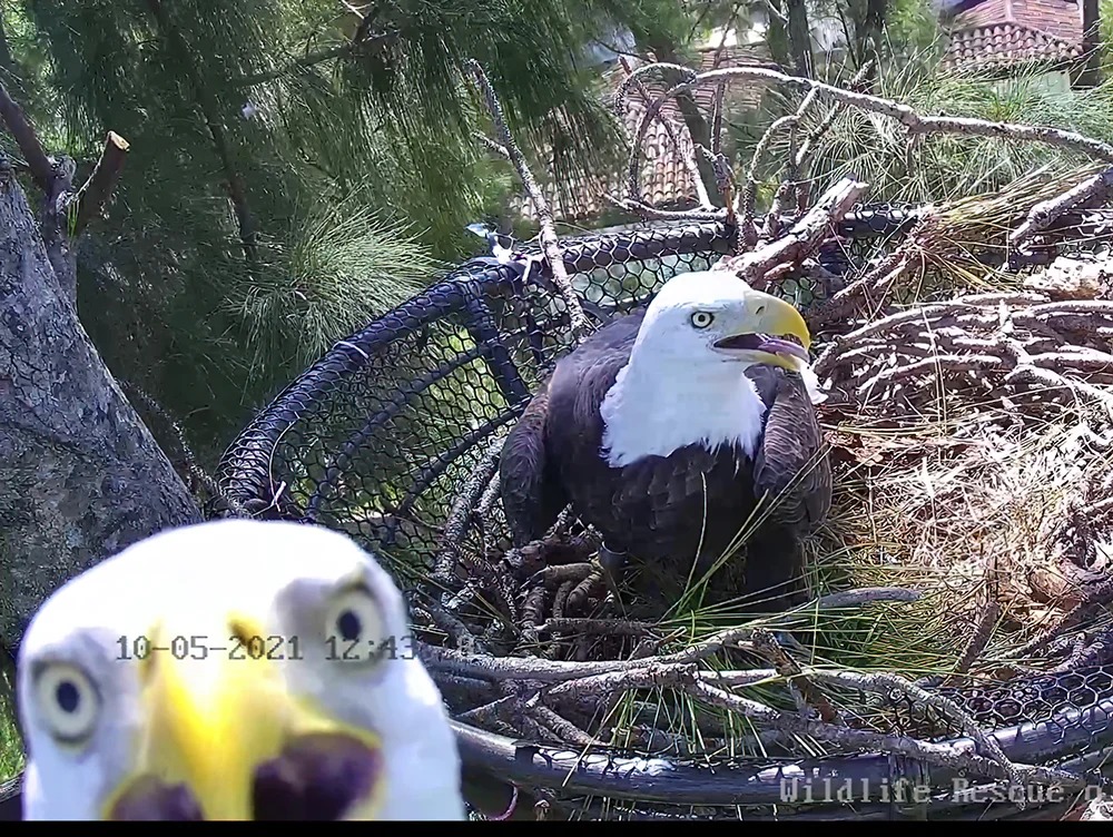 Zoo de Miami mostrará la vida de las águilas calvas en un canal en vivo